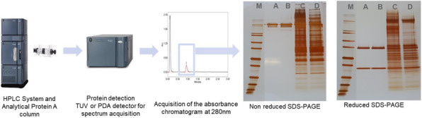 Fig. 1 (abstract P-423).