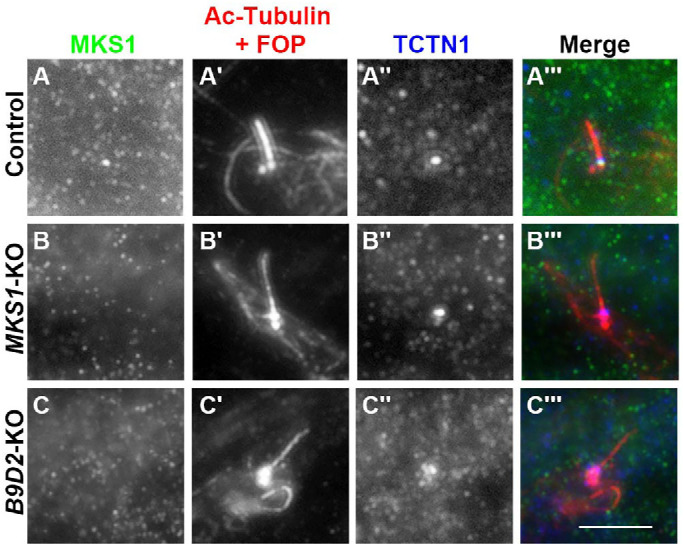 FIGURE 6: