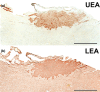 FIGURE 21