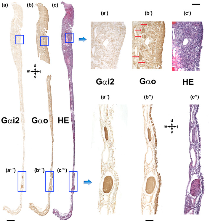 FIGURE 18