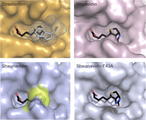 FIGURE 4.