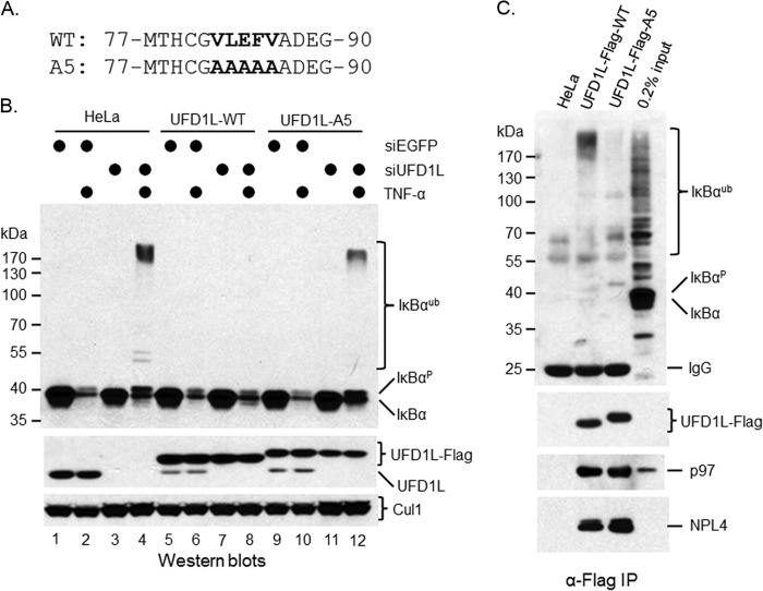 FIG 8