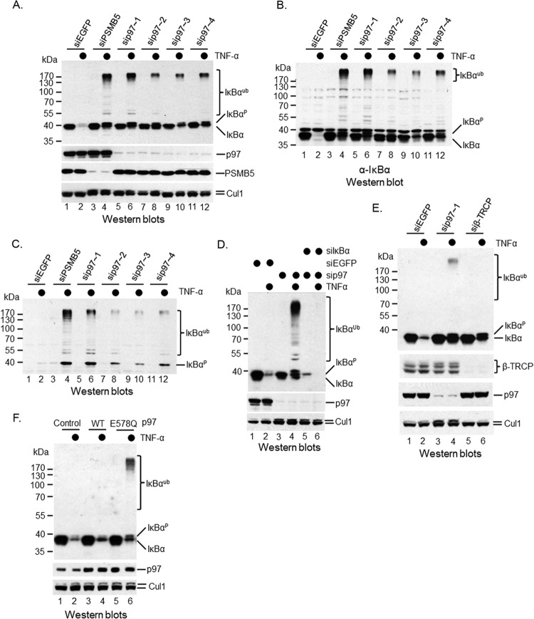 FIG 1