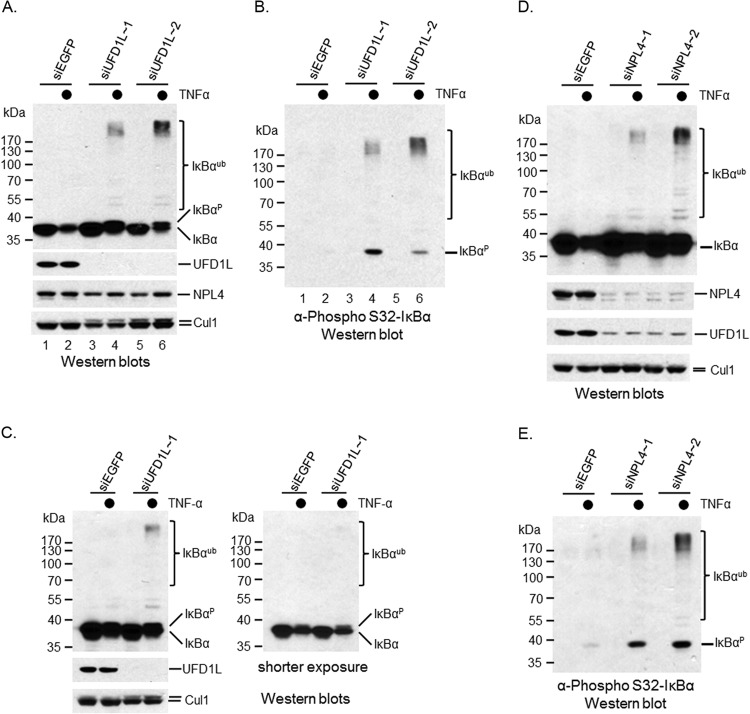 FIG 6