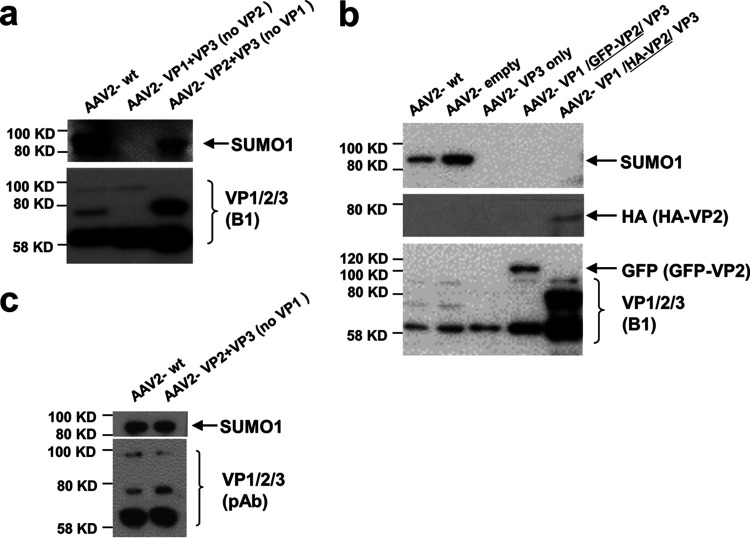 FIG 2