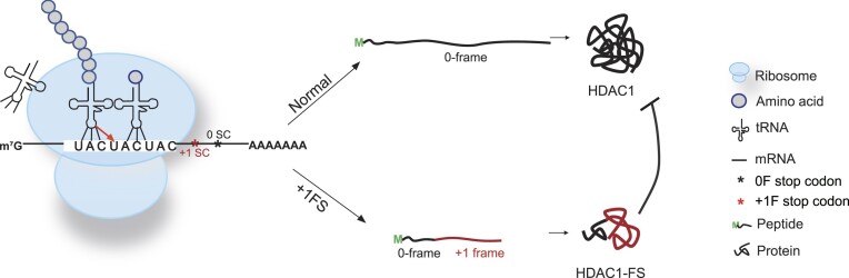 Graphical Abstract