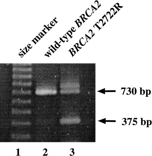 Figure  3