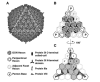 Fig. (1)