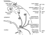 Fig. (2)
