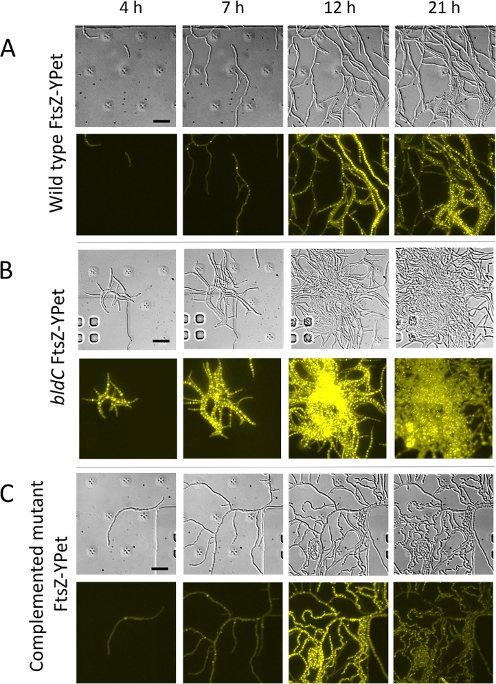 FIG 3