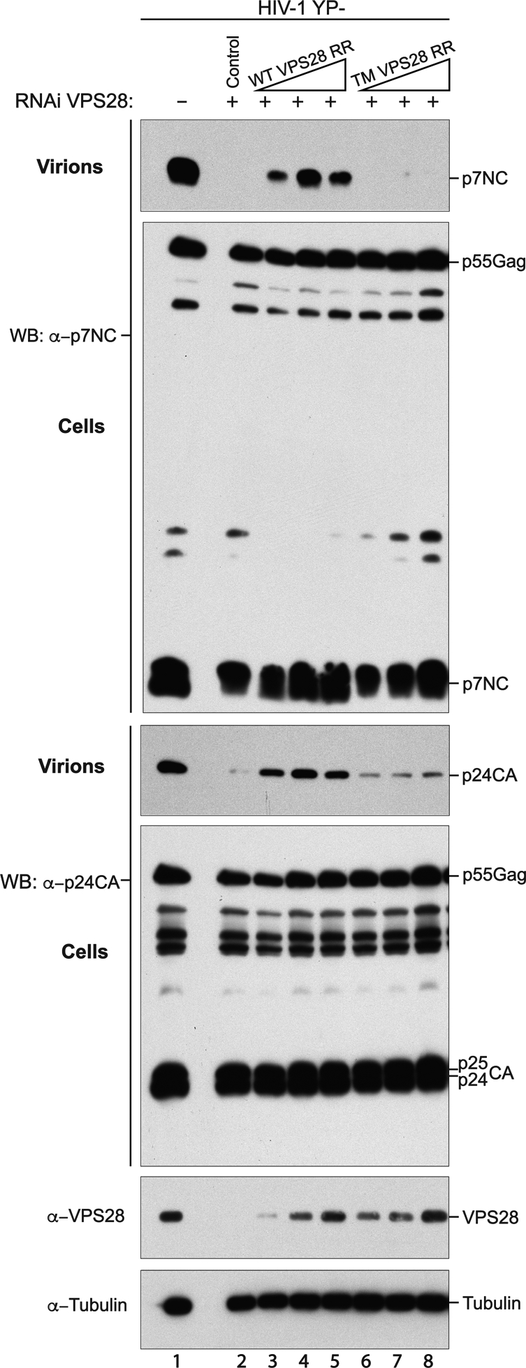 Fig. 5: