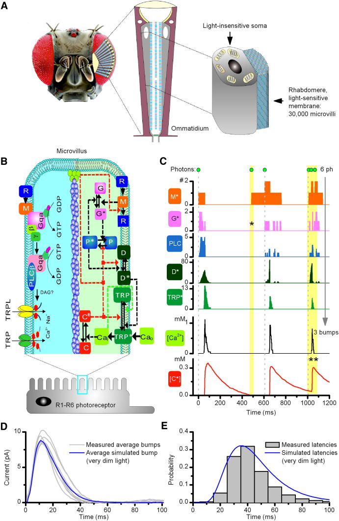 Figure 1