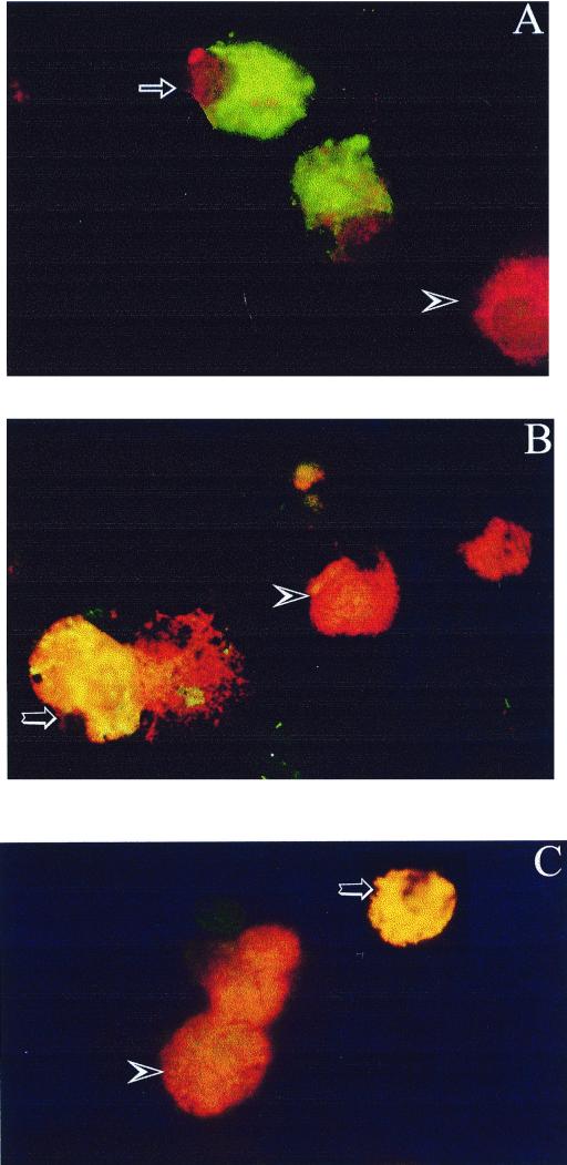 FIG. 7