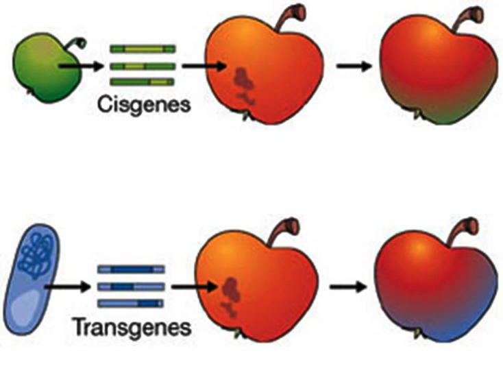 Fig. (1)