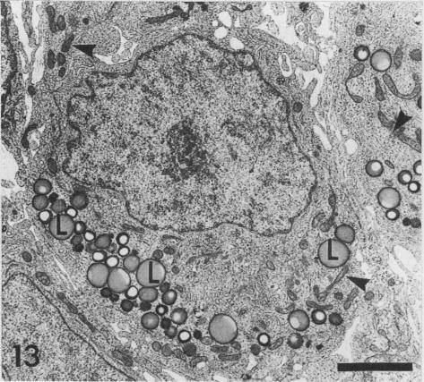 Fig. 13