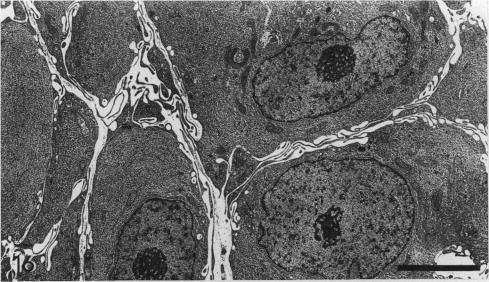 Fig. 16