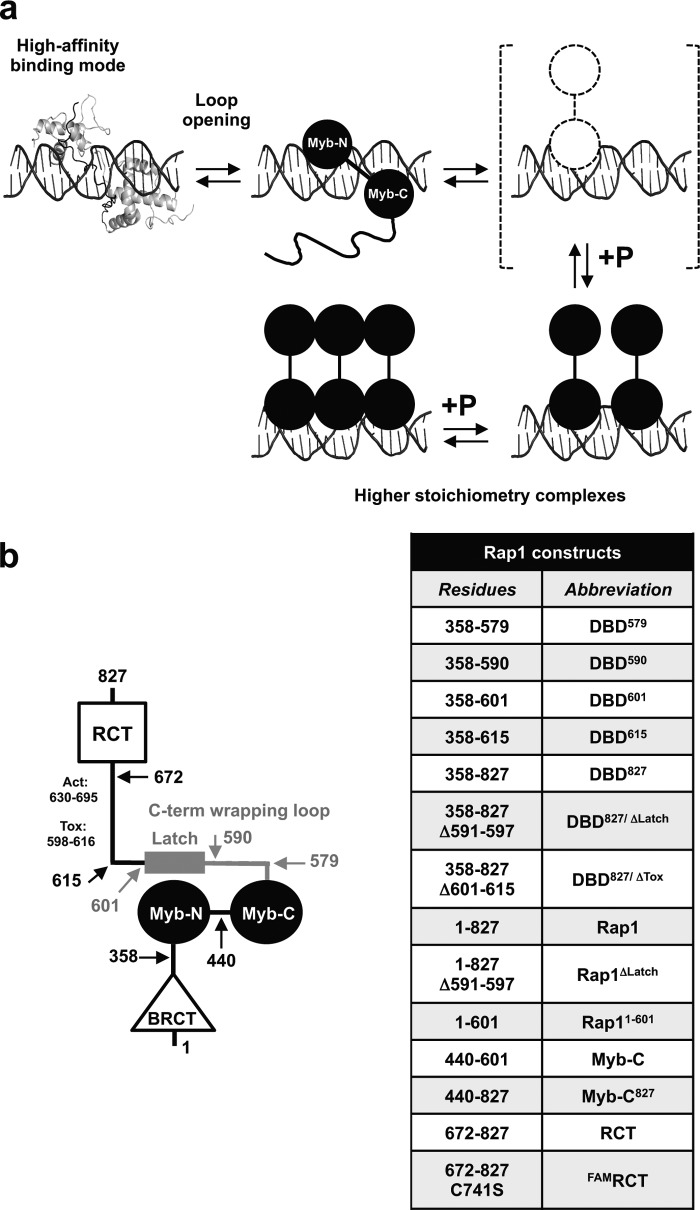 FIGURE 1.