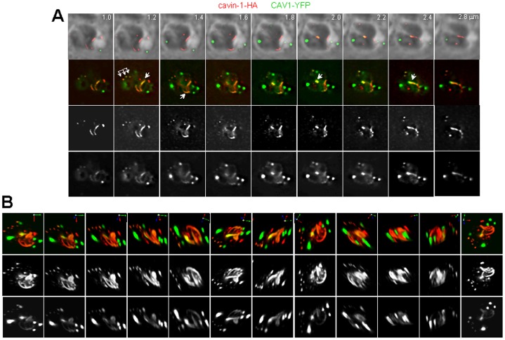 Figure 12