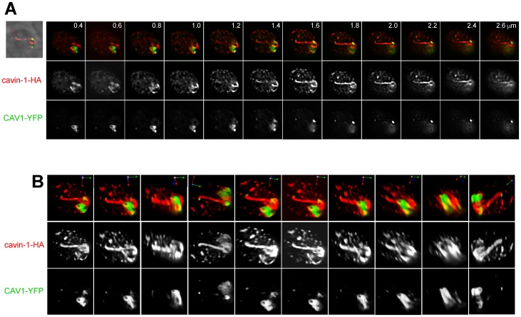 Figure 11