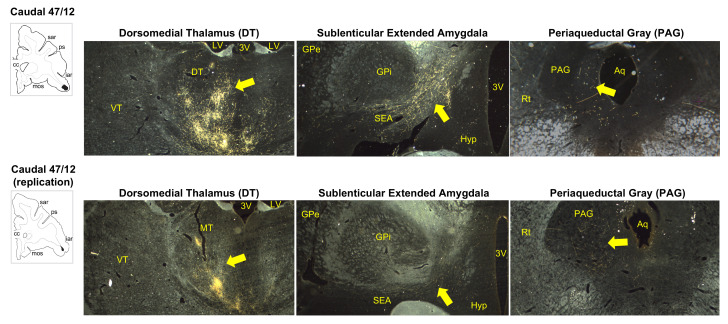 Figure 3—figure supplement 1.