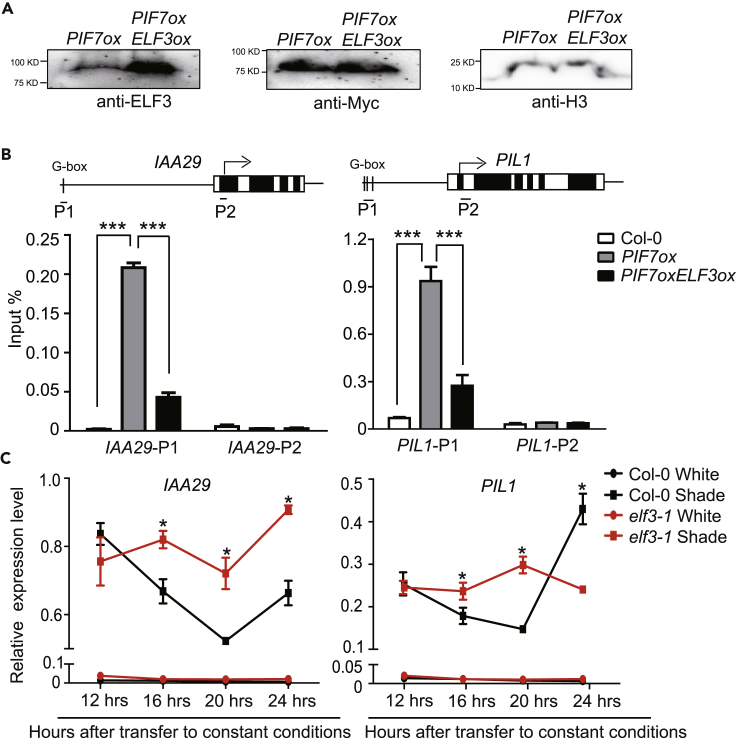 Figure 4