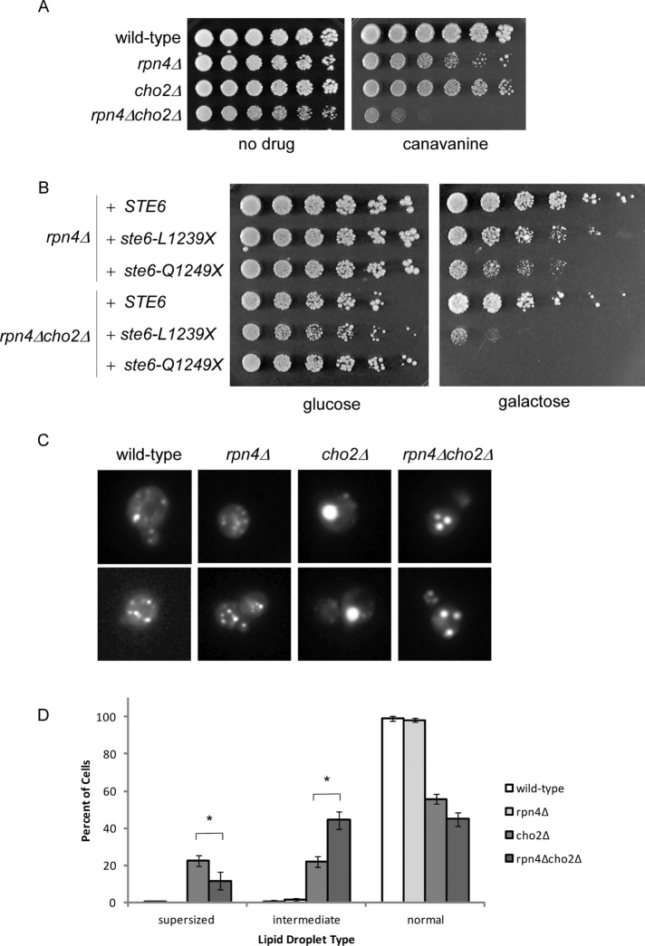 FIGURE 6: