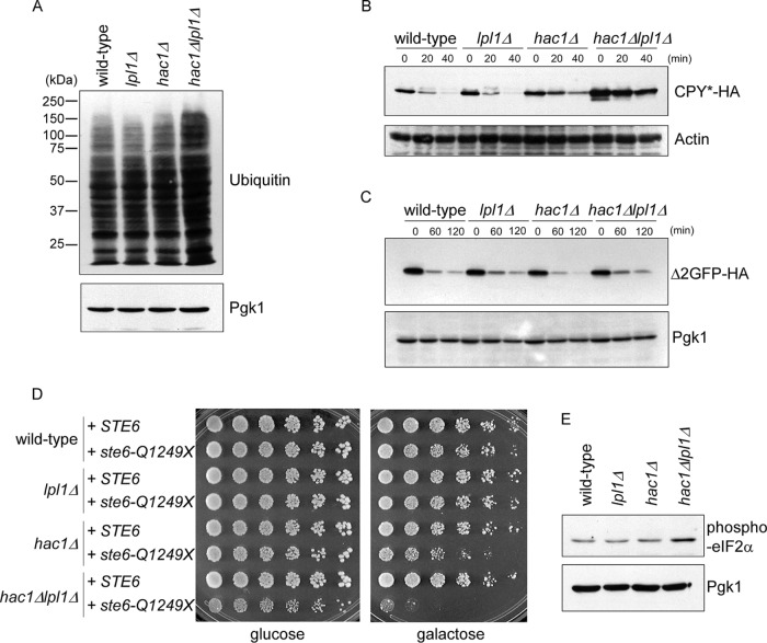 FIGURE 3: