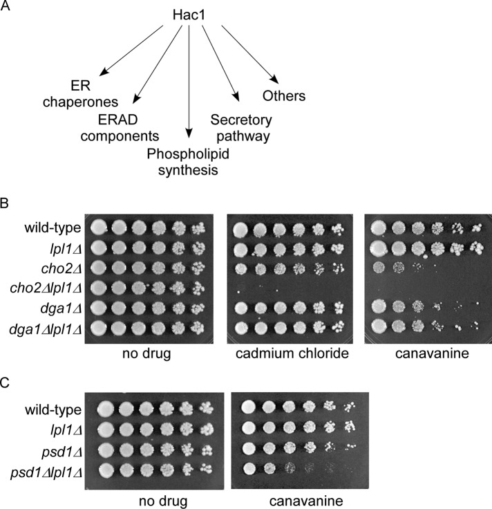 FIGURE 4: