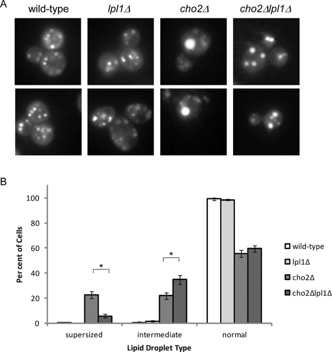 FIGURE 5: