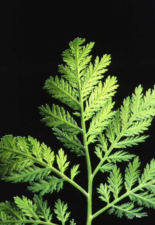 Artemisinin is extracted from Artemisia annua, the annual wormwood (Photo: Scott Bauer)