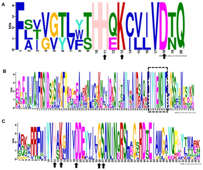 FIGURE 3