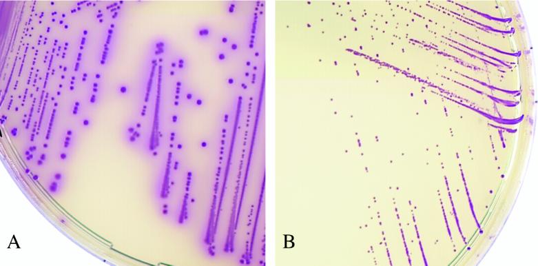 FIG. 1