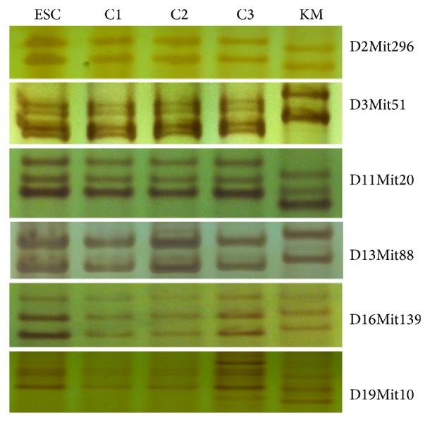 Figure 5