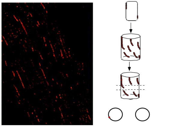 Figure 14.