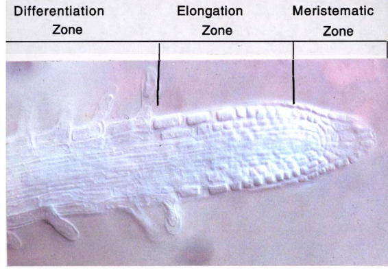 Figure 13.