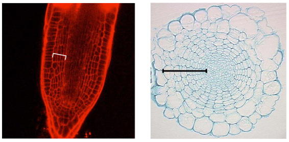 Figure 11.