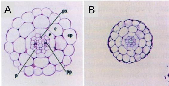 Figure 12.