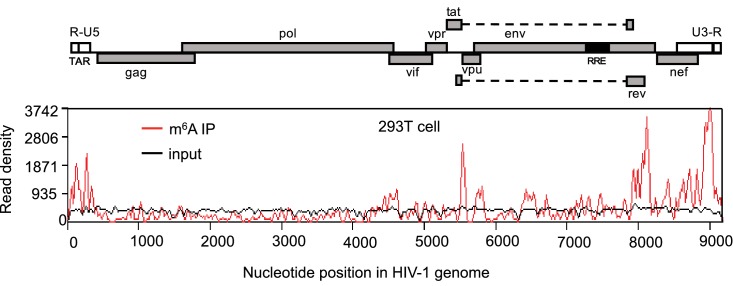 Figure 1—figure supplement 1.