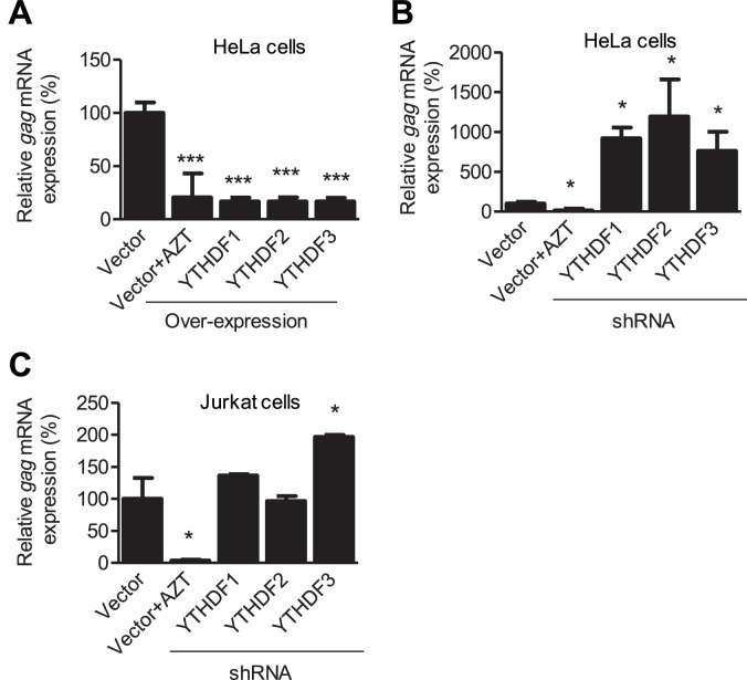 Figure 4—figure supplement 1.