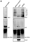 Figure 5—figure supplement 1.