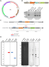 Figure 3—figure supplement 1.