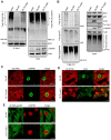 Figure 7—figure supplement 1.