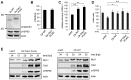 Figure 3—figure supplement 2.