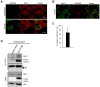 Figure 4—figure supplement 1.