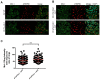 Figure 6—figure supplement 2.