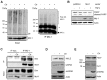 Figure 1—figure supplement 2.