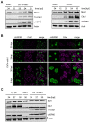 Figure 6—figure supplement 1.