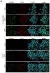 Figure 3—figure supplement 3.