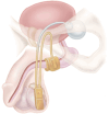 Fig. 1