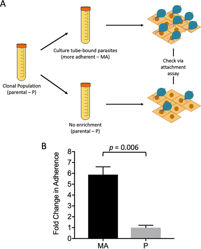 FIG 1